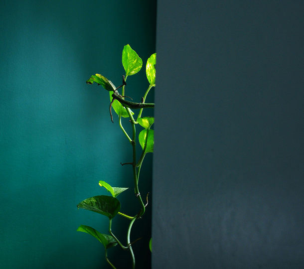 Plant tegen groene muur